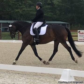 Dressage horse and rider completing test.