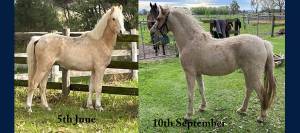 Comparison photo of horse before and after using KER Targeted Nutrition Supplements