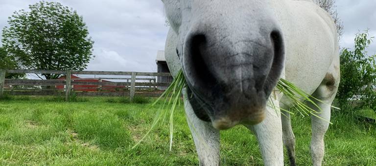 Close-up of a grazing horse's muzzle with grass sticking out of his mouth