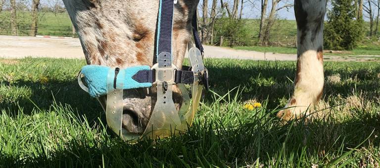 Close up picture of a horse wearing a grazing muzzle while eating in a pasture.