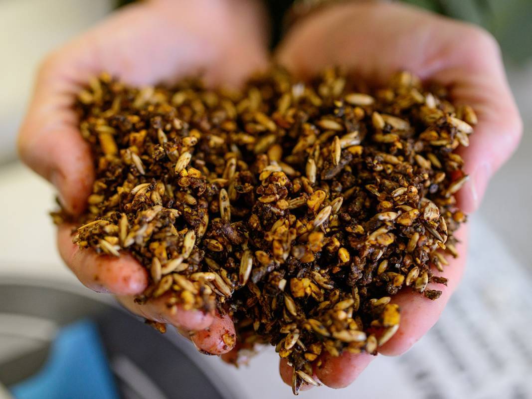 Close-up of hands holding grain from Hallway Feeds