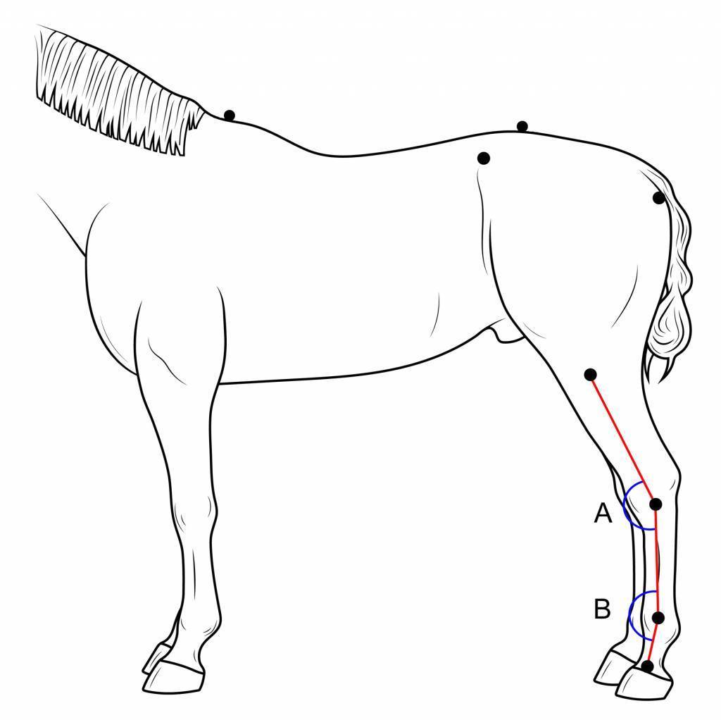 Drawing of horse with points illustrating the hock and fetlock joint angles.
