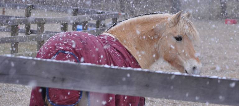 Horse turned out wearing a winter blanket with snow gently falling.