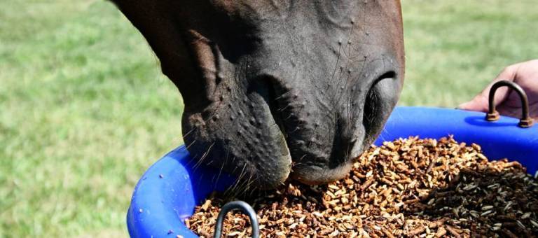 Close-up of a horse's muzzle eating grain from a bucket