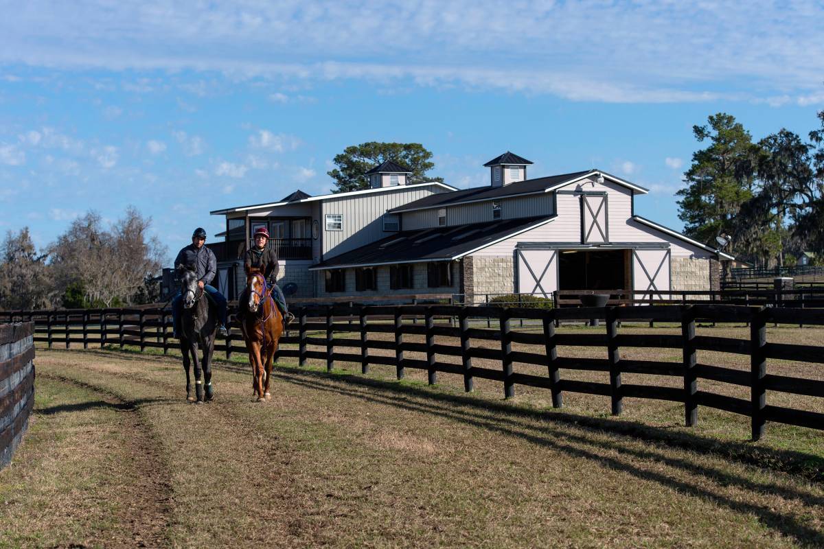 Horses walking past barn