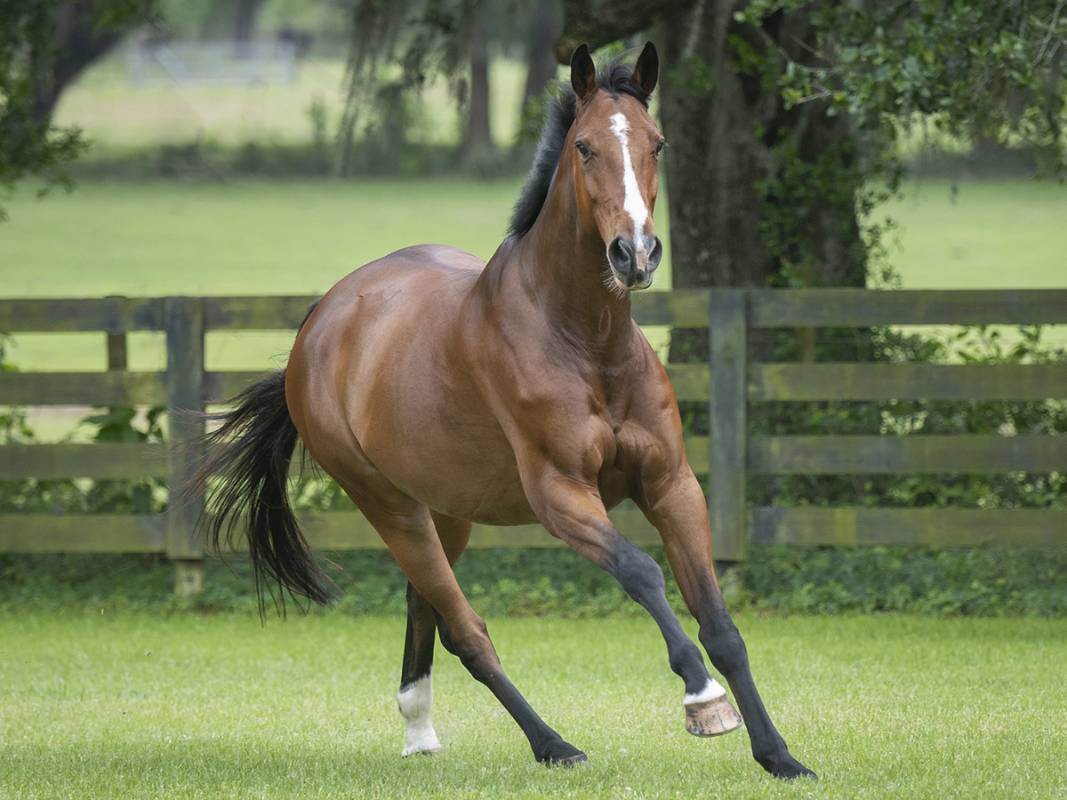 KER Research Horse Kazoo