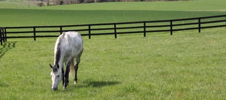 Picture of a grey horse grazing in a large pasture.