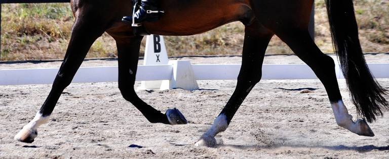 Dressage Horse Legs