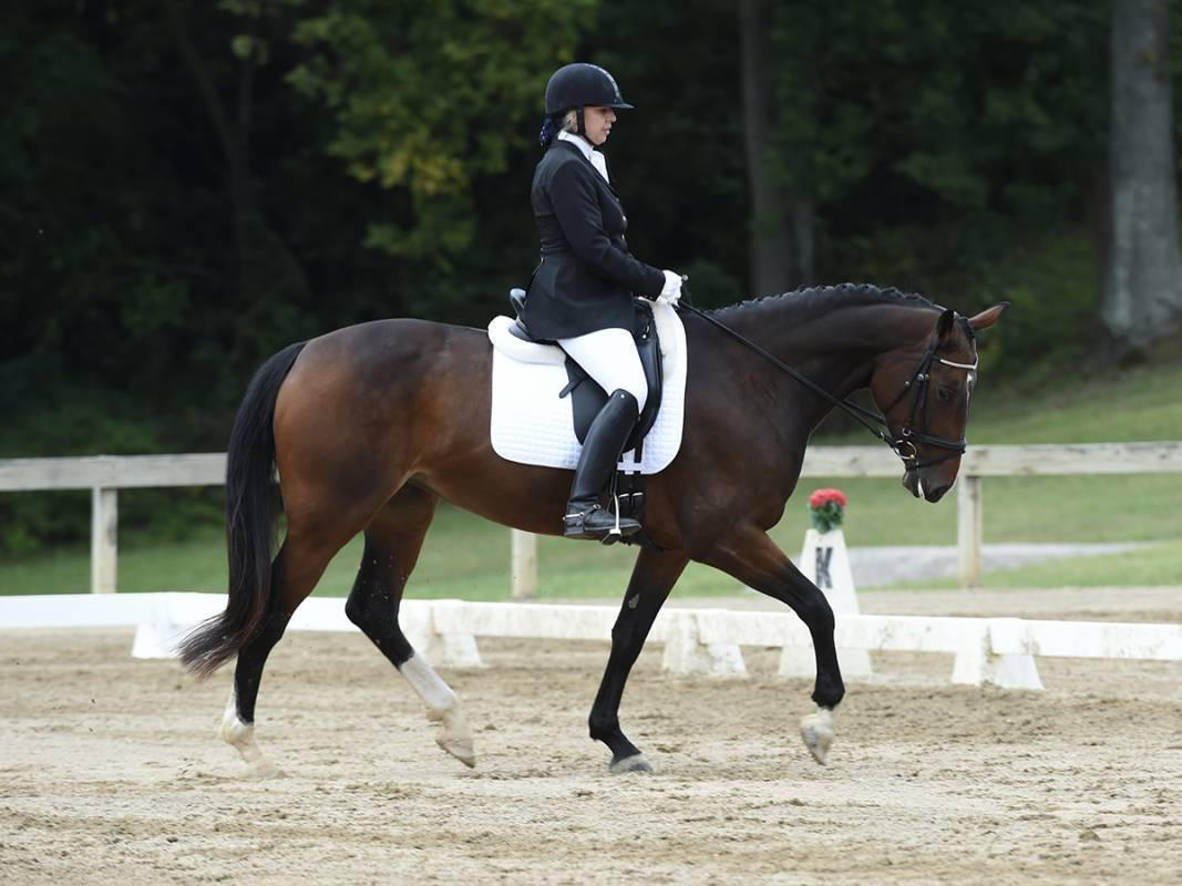 Bay horse and rider completing a dressage test in the show ring.