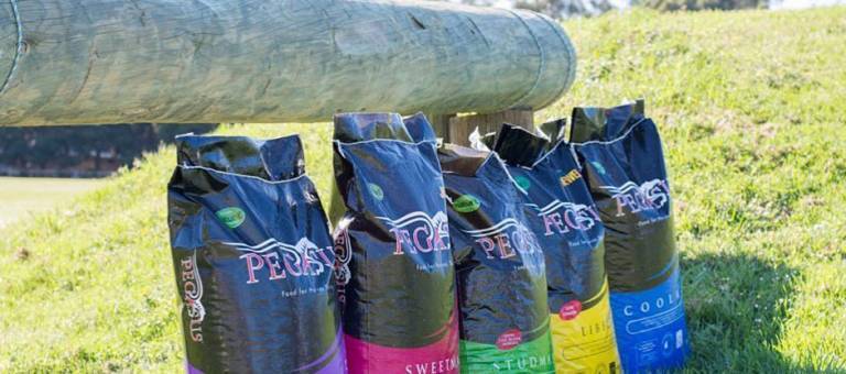 Pegasus feed bags in front of a cross country fence