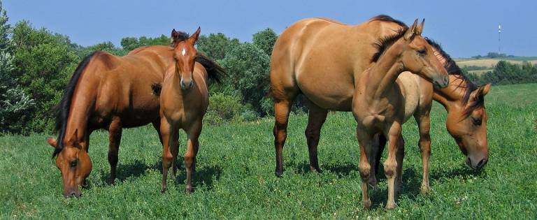 Mares and foals grazing in pasture