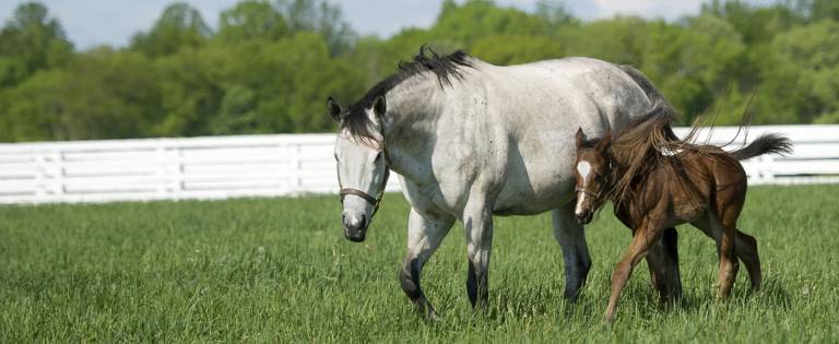 Thoroughbred Mare and Foal