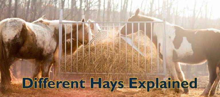 Horses eating hay from a feeder