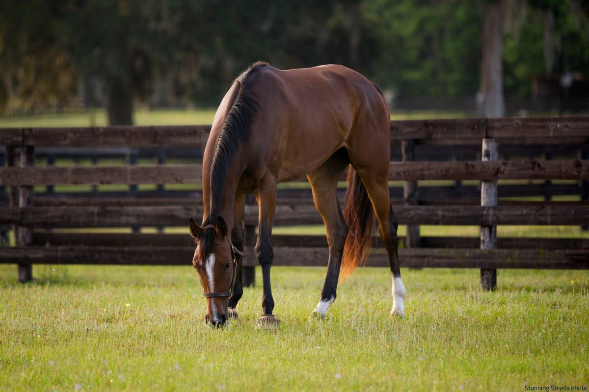 KER Performance Center in Ocala - Turnout