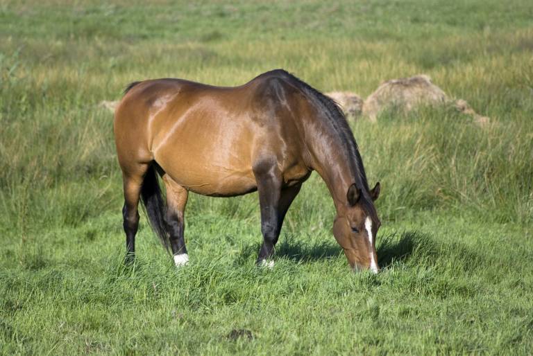 Pregnant mare on lush grass