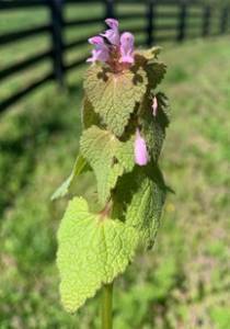 Close-up photo of purple deadnettle in a horse pasture.
