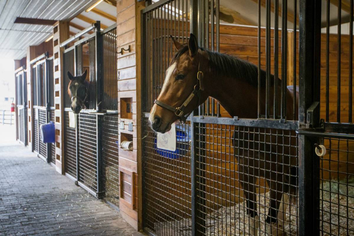 Horses in stalls at Thoroughbred nutrition research farm