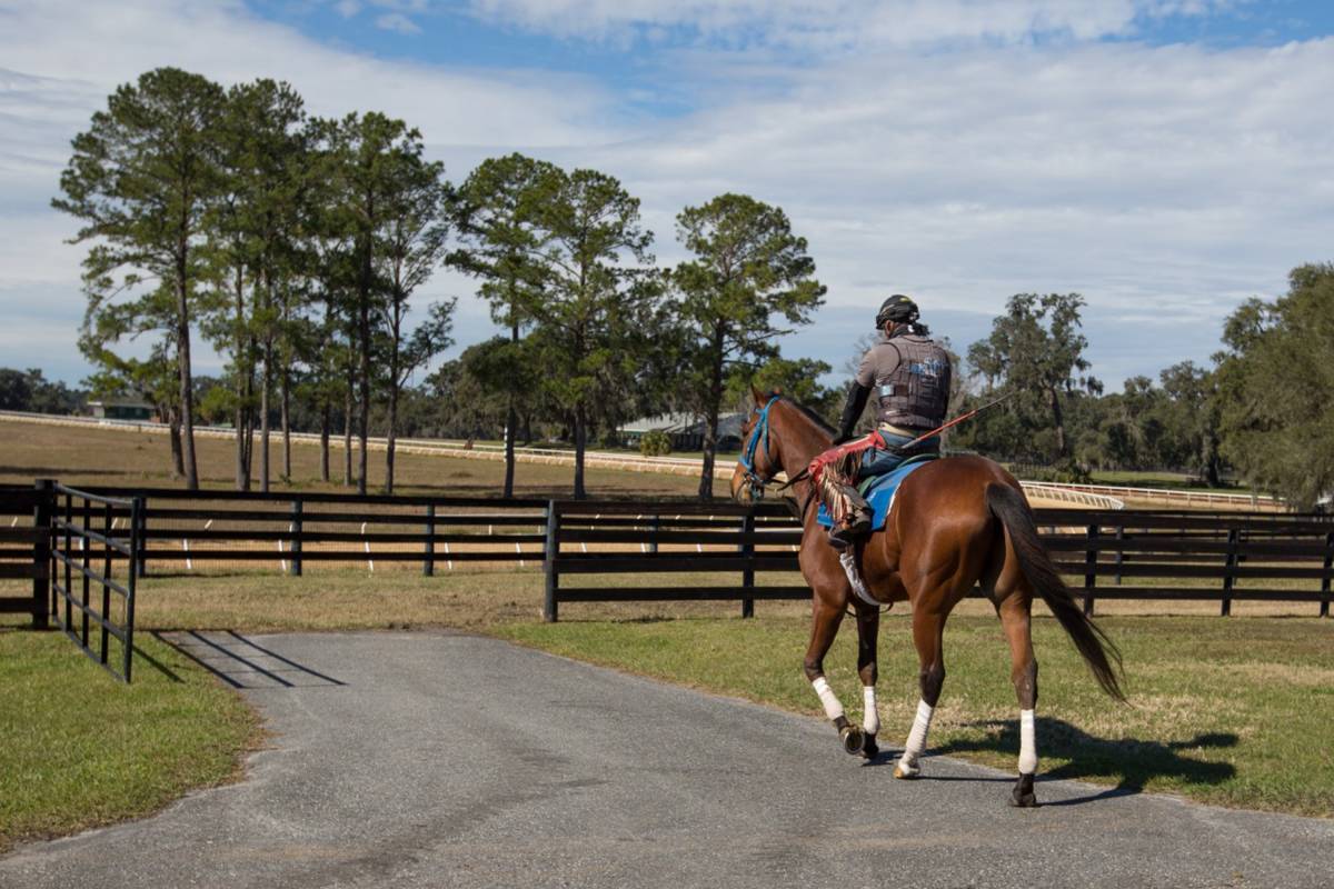 Thoroughbred nutrition research