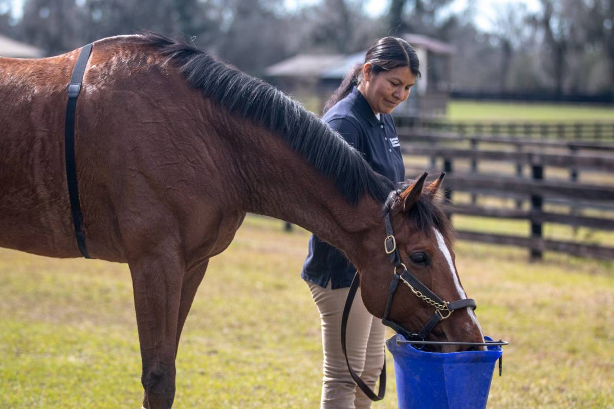 Offering a horse water