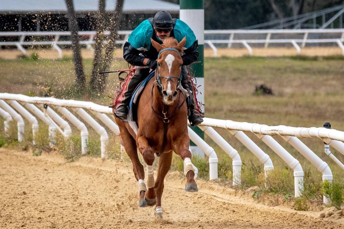 Racehorse galloping on track