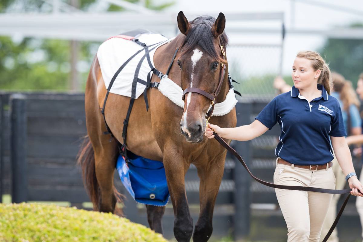 Kentucky equine nutrition research farm horse in digesitiblity trial