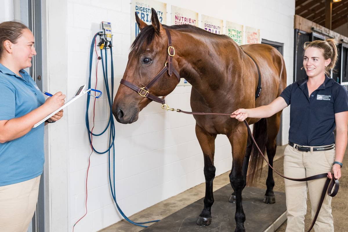 Electronic horse scale on the equine research farm