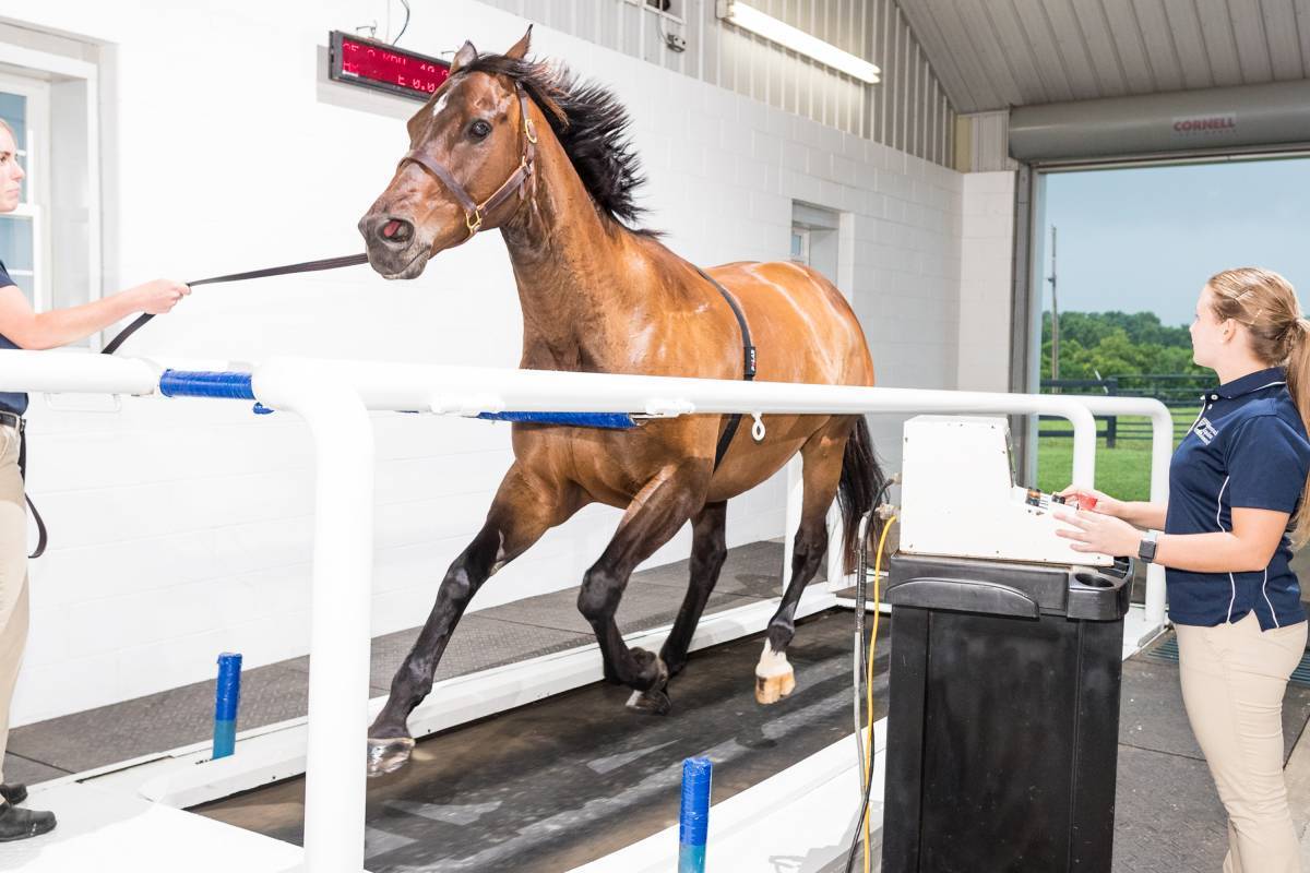 High speed equine treadmill