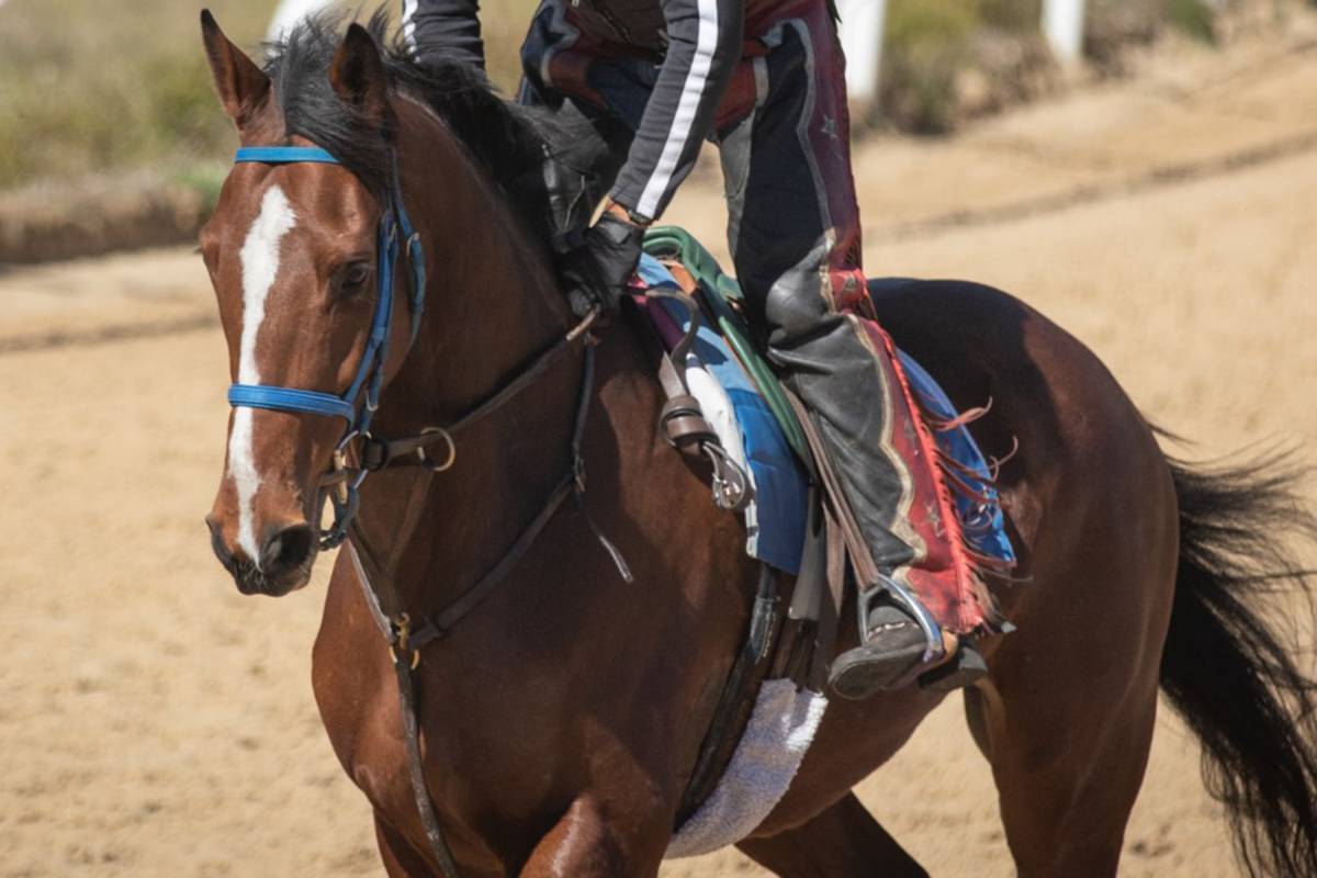 Racehorse training on track