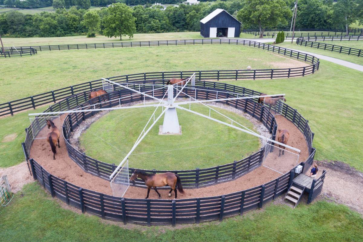 Horses exercising on walker