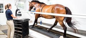 Horse exercising on high-speed treadmill