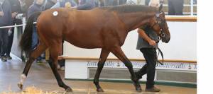 Photo of Saracen client horse at Tattersalls