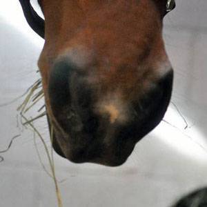 Close-up photo of a horse's muzzle eating hay in his stall