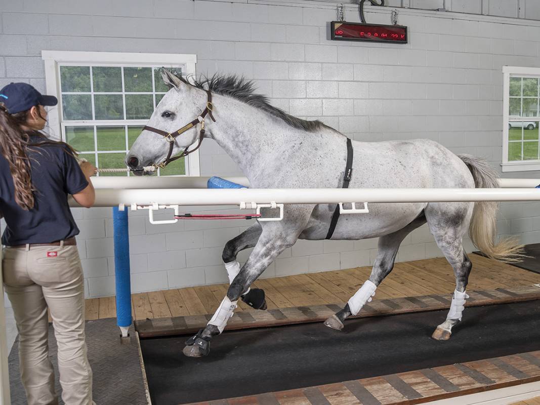 Thoroughbred horse workout on treadmill