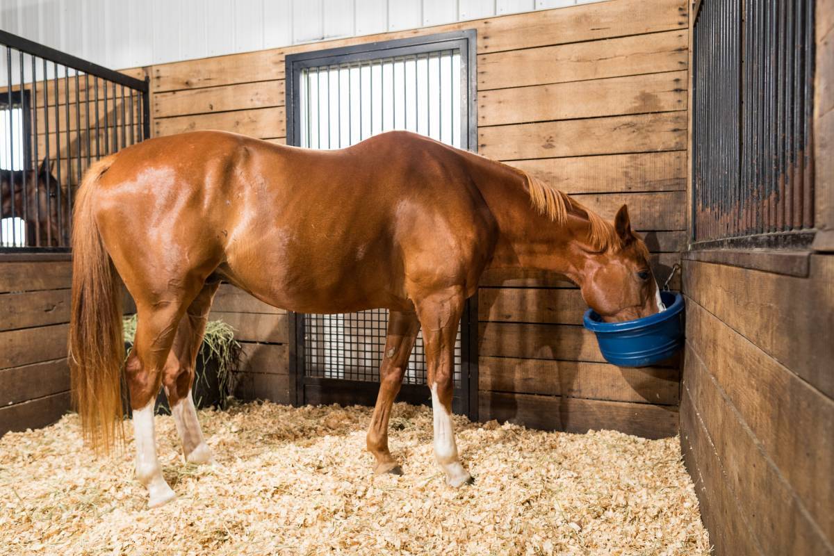 Chestnut horse eating from a grain bucket in the corner of a stall.