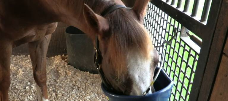 Video screenshot showing a horse eating from a blue feed bucket during a preference trial.