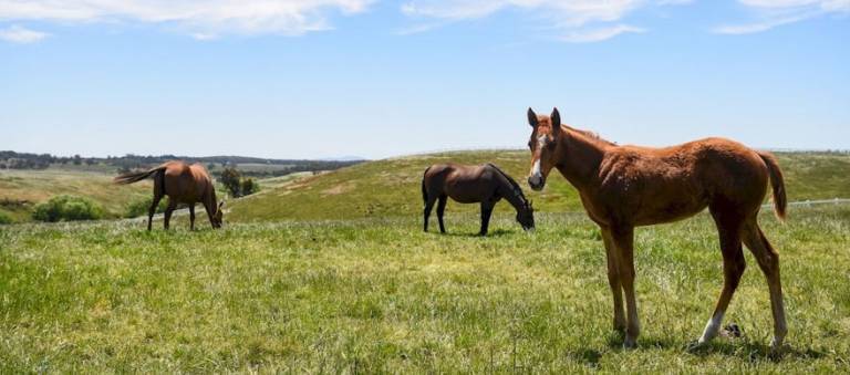 Chestnut foal in foreground with a chestnut mare and bay mare in background standing on a grassy hillside during a sunny, blue-sky day.