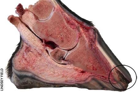 Photo of a cross-sectioned hoof with white line disease. Photo by Lindsey Field.