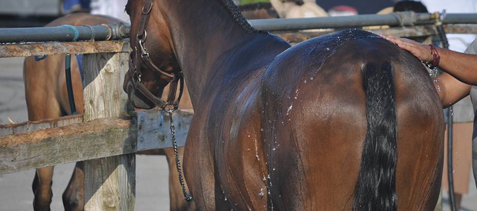 Show pony being given a bath in a washrack