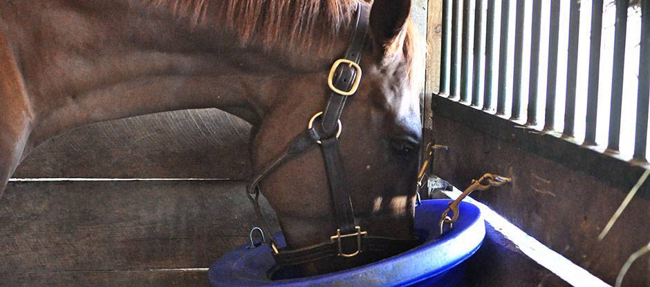 Chestnut horse eating from a feed bucket in the corner of a stall.