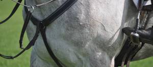 Close-up of sweaty event horse's chest and shoulder