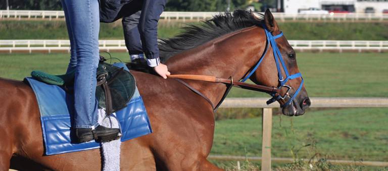 Racehorse working out on track