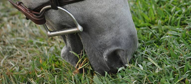 Close-up of horse's muzzle grazing
