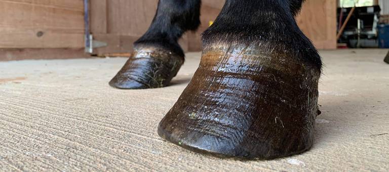 Front two horse hooves laminitis.