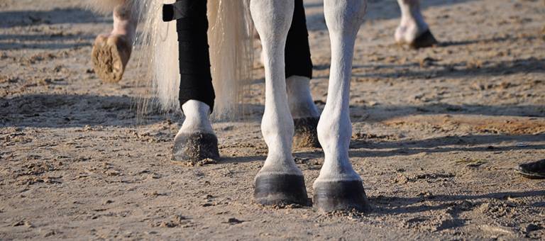 Close up of hooves standing in an arena with polo wraps on the hind legs.