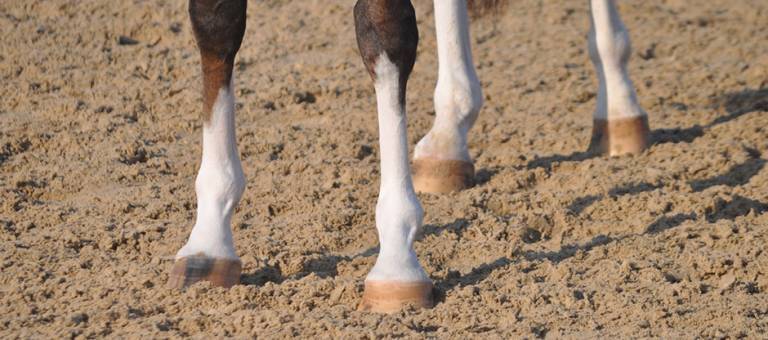 Close-up of hooves in an arena