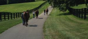 Leading horses out to pasture