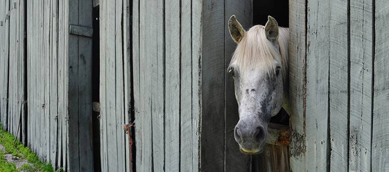 Grey horse looking out of a barn