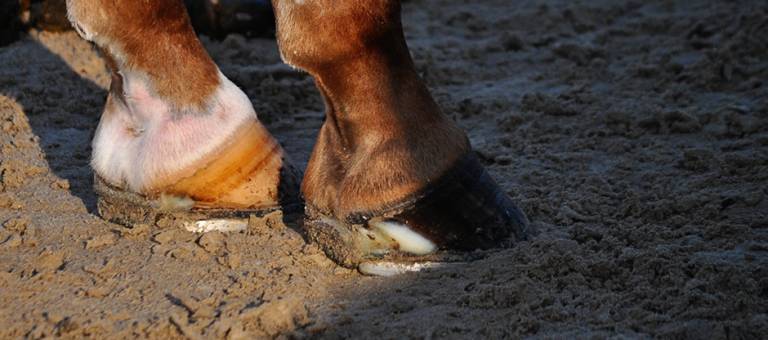 Close-up of hooves with corrective shoeing