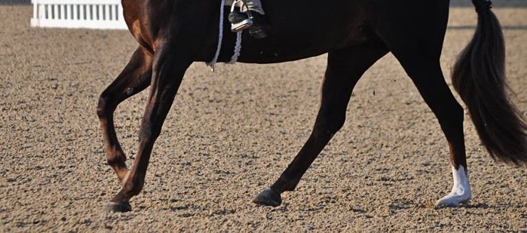 Close-up of a hunter pony's legs in the show ring.