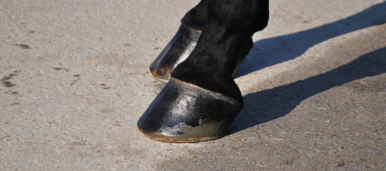 Close-up of a show pony's hooves with hoof polish.
